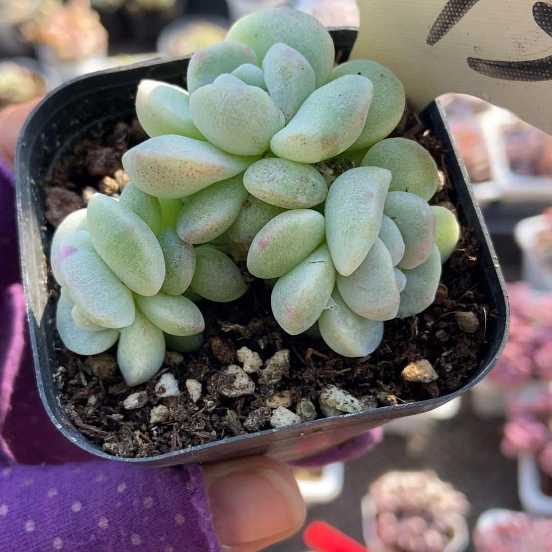 1773冰玉石化多肉植物