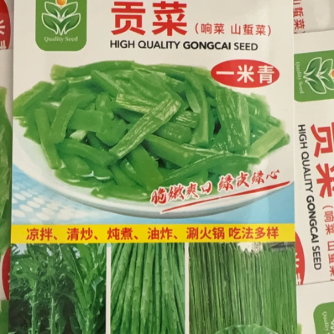 贡菜种子耐寒耐热响菜山蛰菜四季播蔬菜种粒正宗种子
