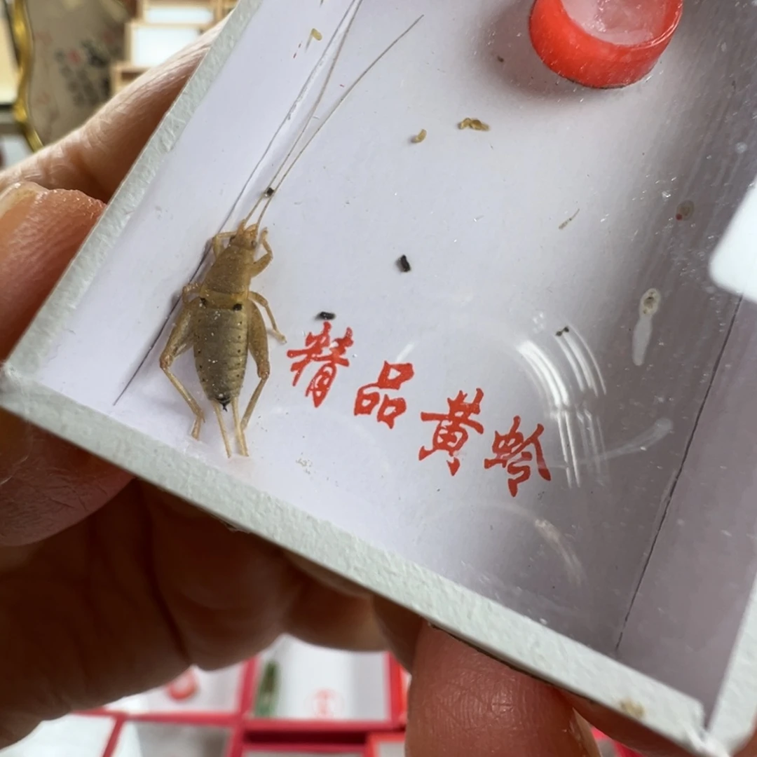 蟋蟀一只香槟仙子