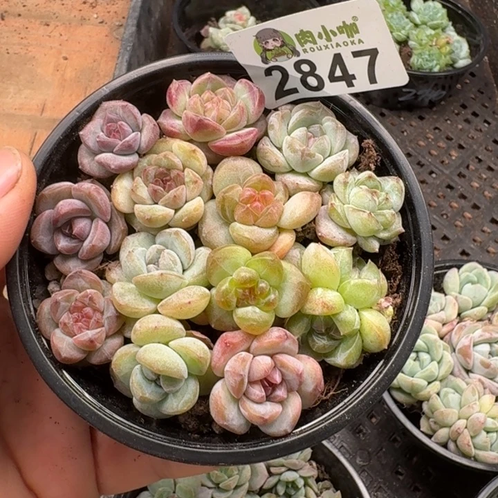 无花朵多肉植物多肉植物