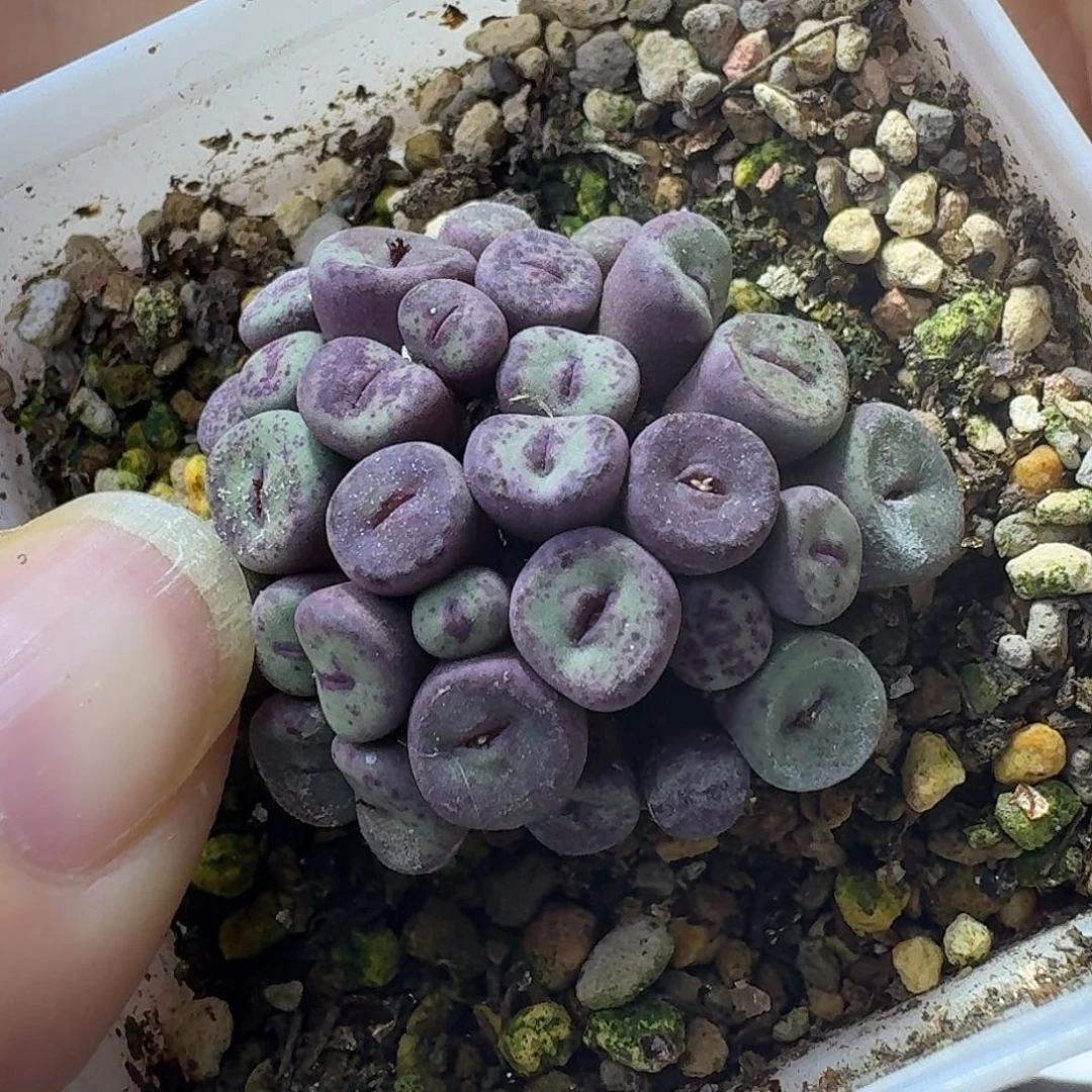 42号小型嘴一物一拍0.3-0.6