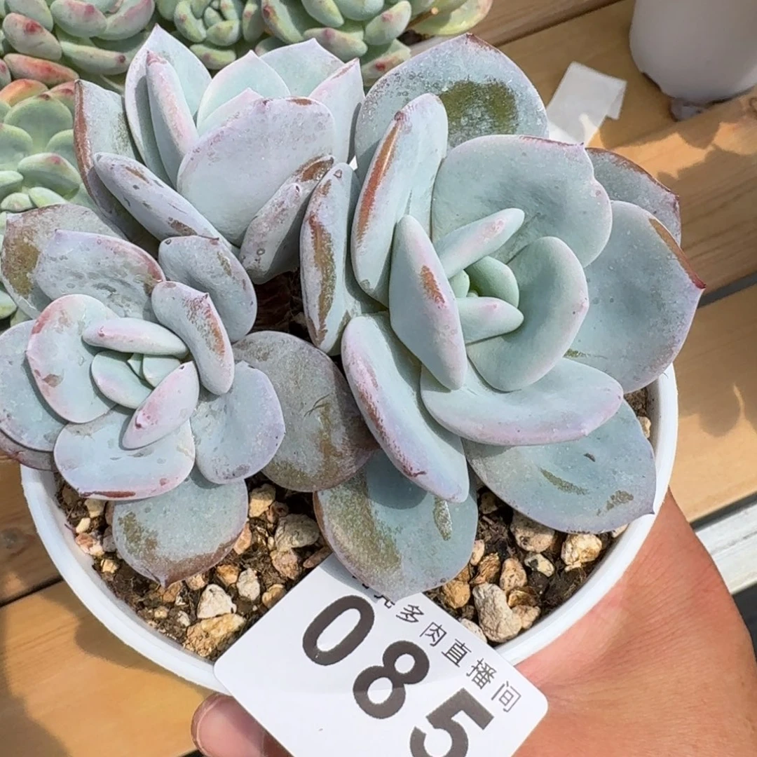 奶茶粗腿            精美多肉植物
