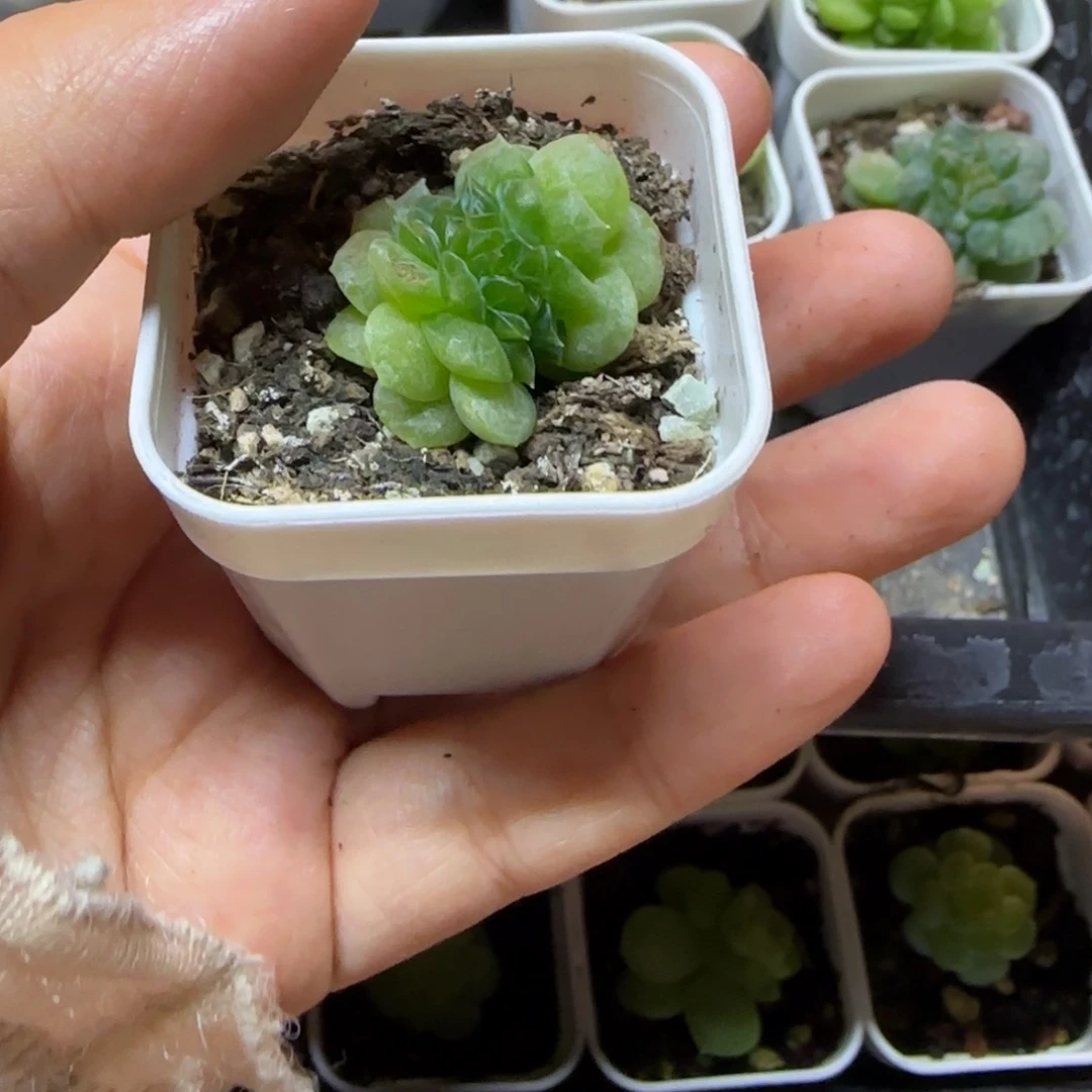 ****圆柚缇疑似中盆一个满25包邮