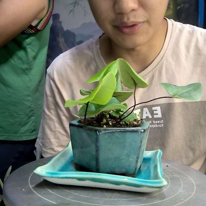 W****i中青园艺一物一拍103