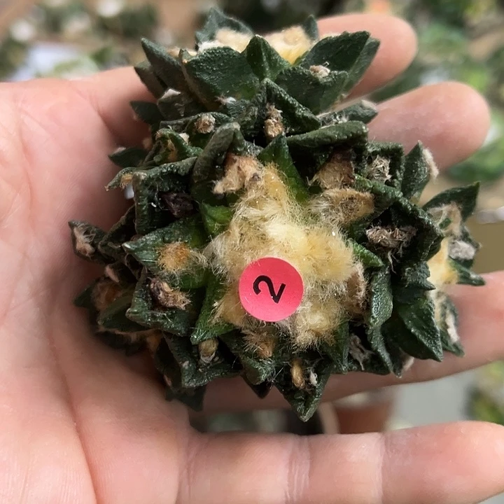 苗接落地博士群一颗