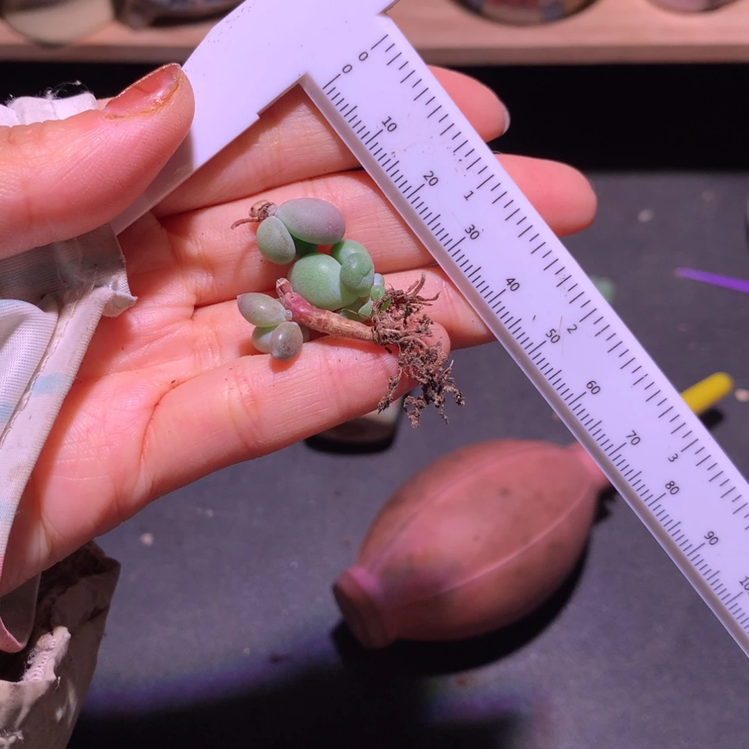 乔***叶一起哈哈哈哈哈哈哈小屁桃