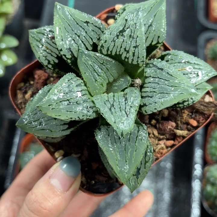 母本大马丽丽多肉植物
