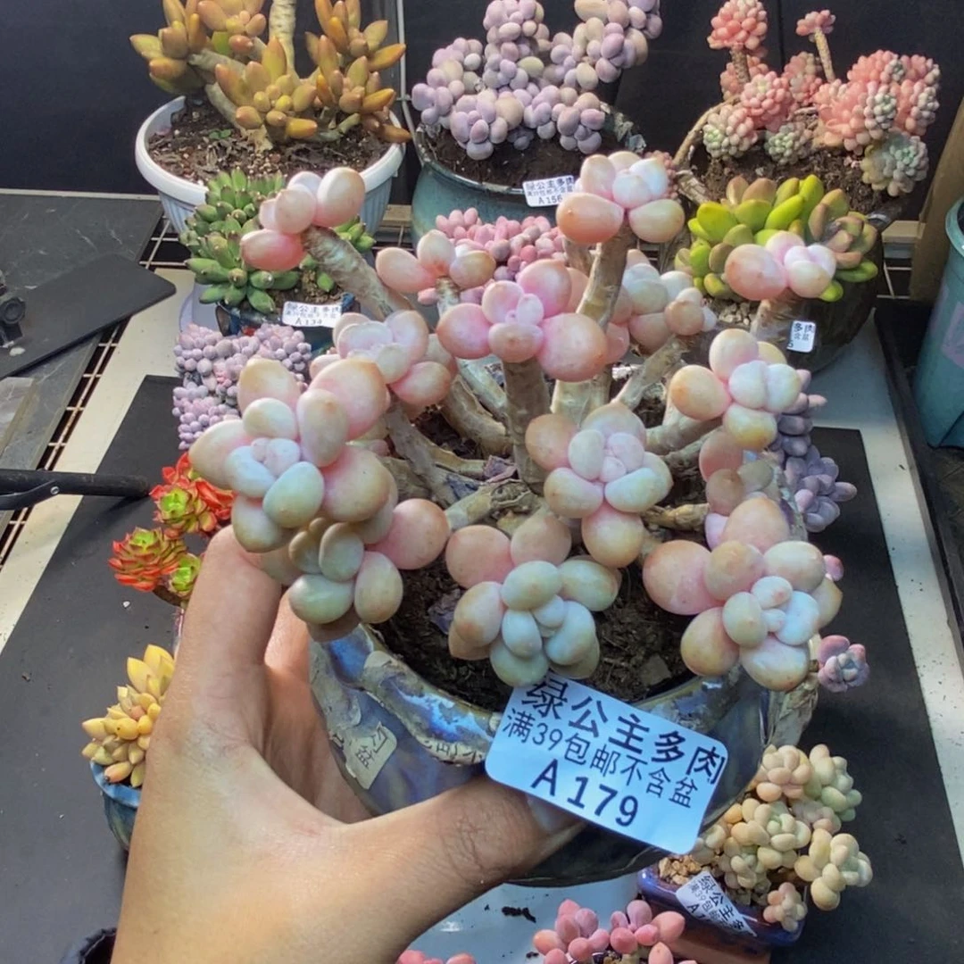 179鱼子酱多肉8c m