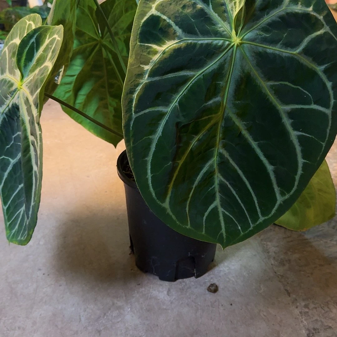 秋***裤完全开放一物一拍 B180