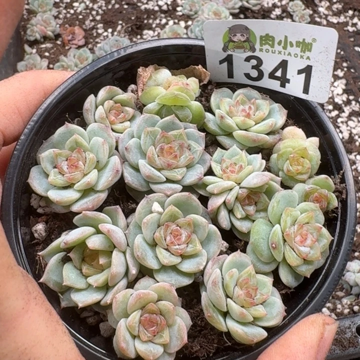 无花朵多肉植物多肉植物