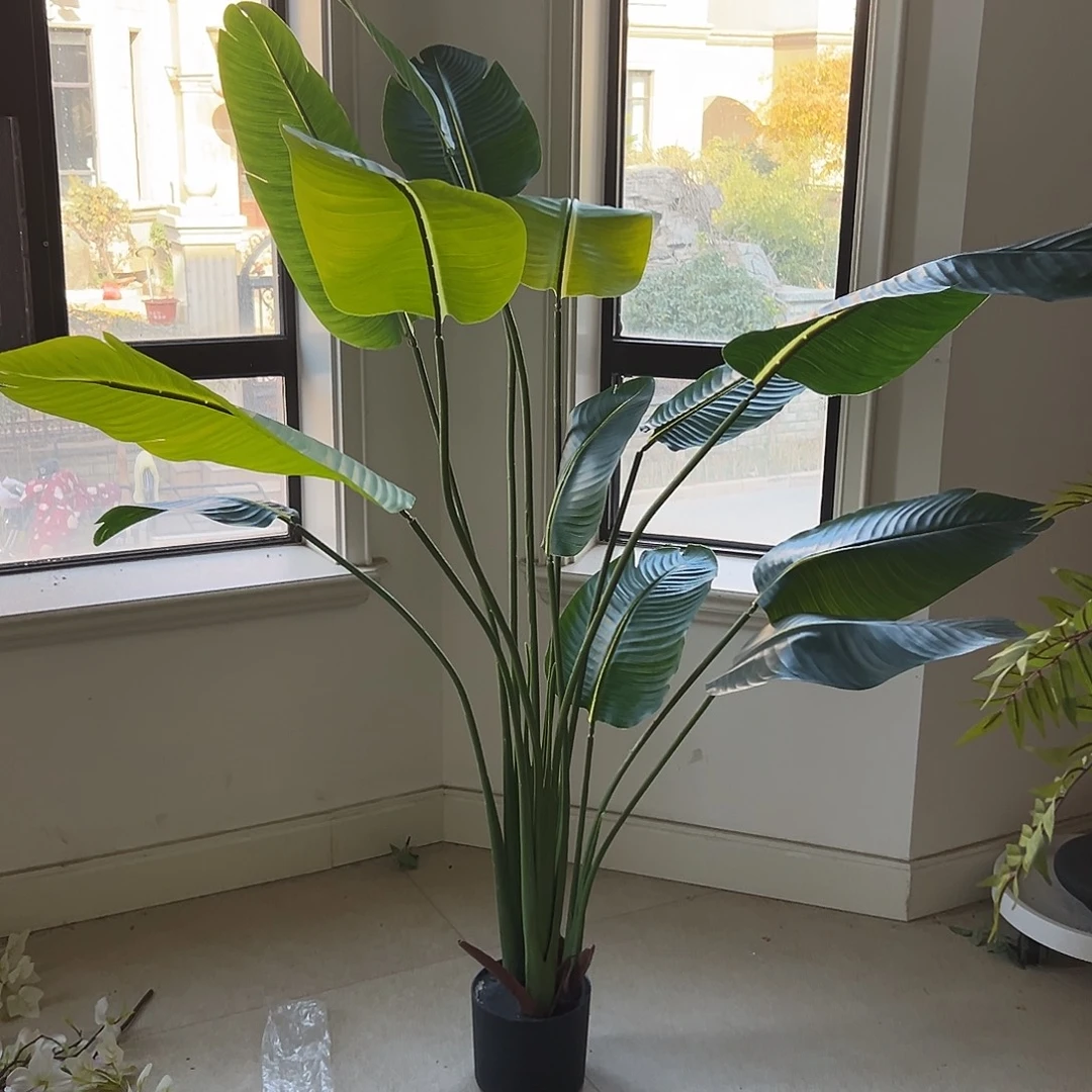 抖音直播间旅人蕉160cm