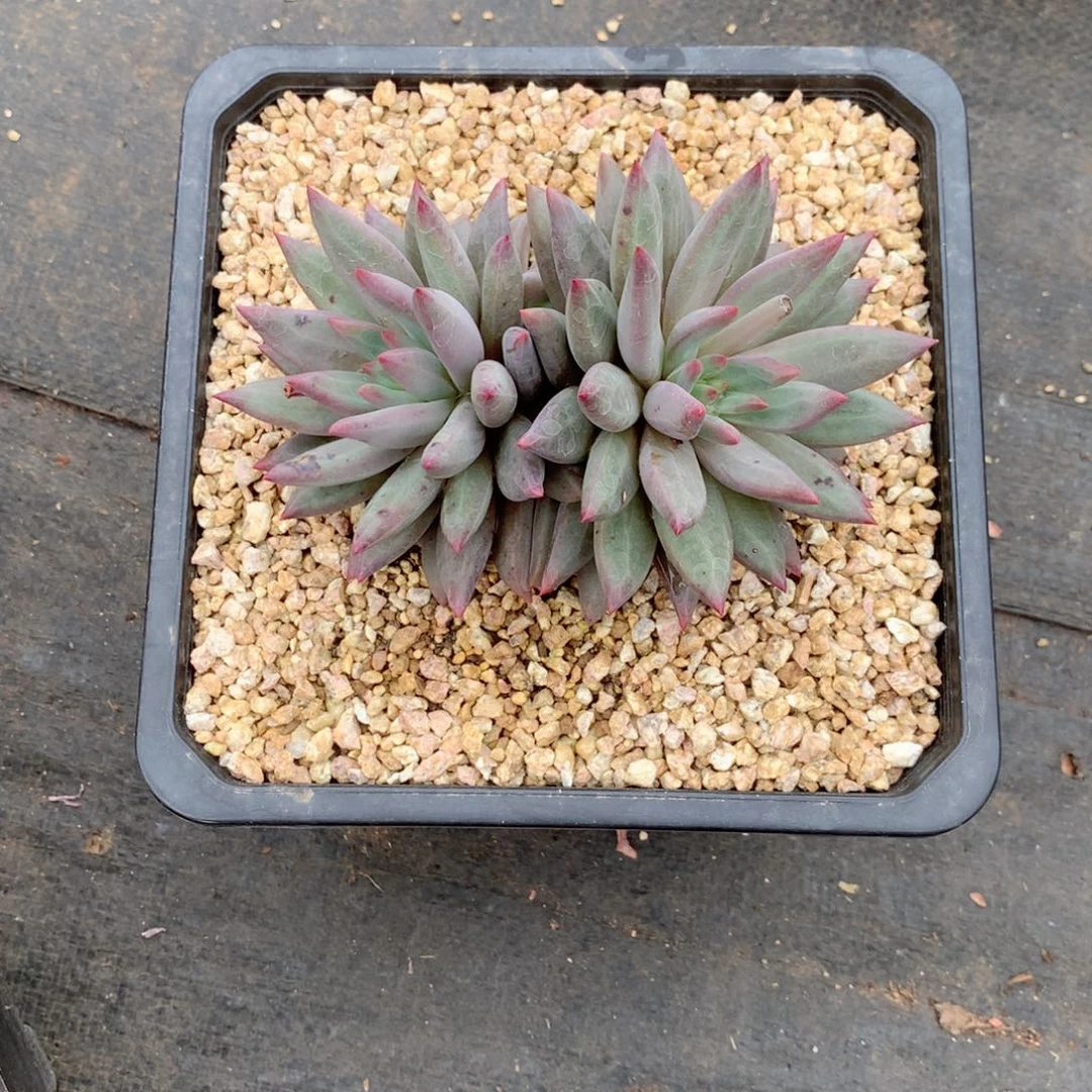 ?**子小燕子姐发货111