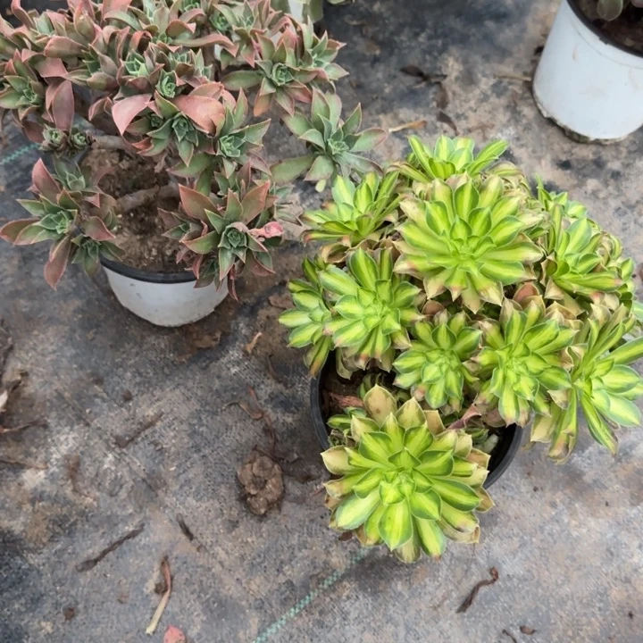 众赞曲➕韶华包邮。