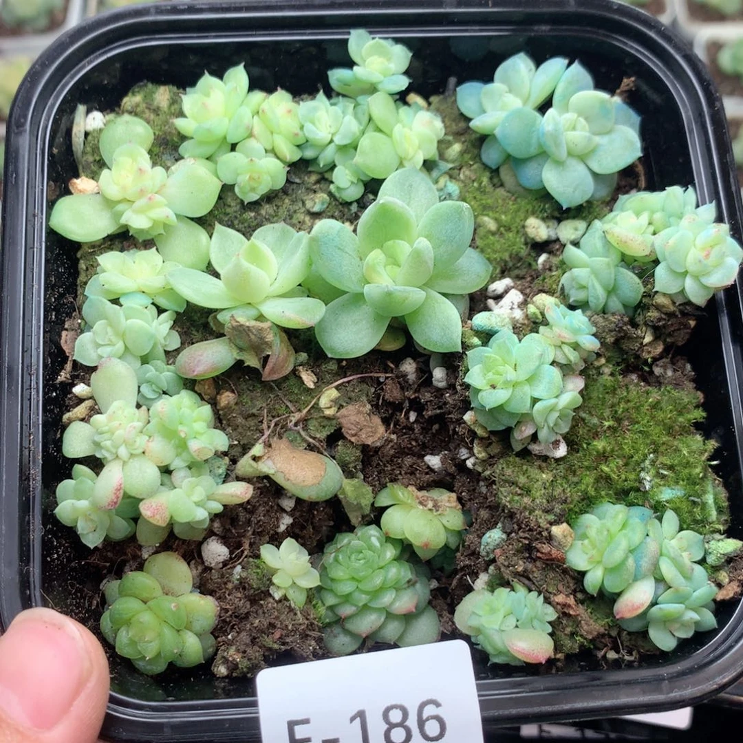 无花朵F186英语英语