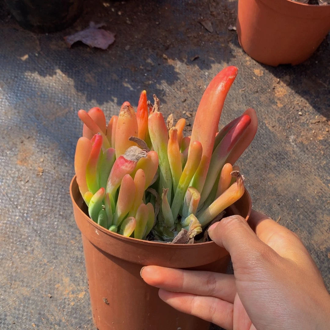 火狐狸带盆土3.99