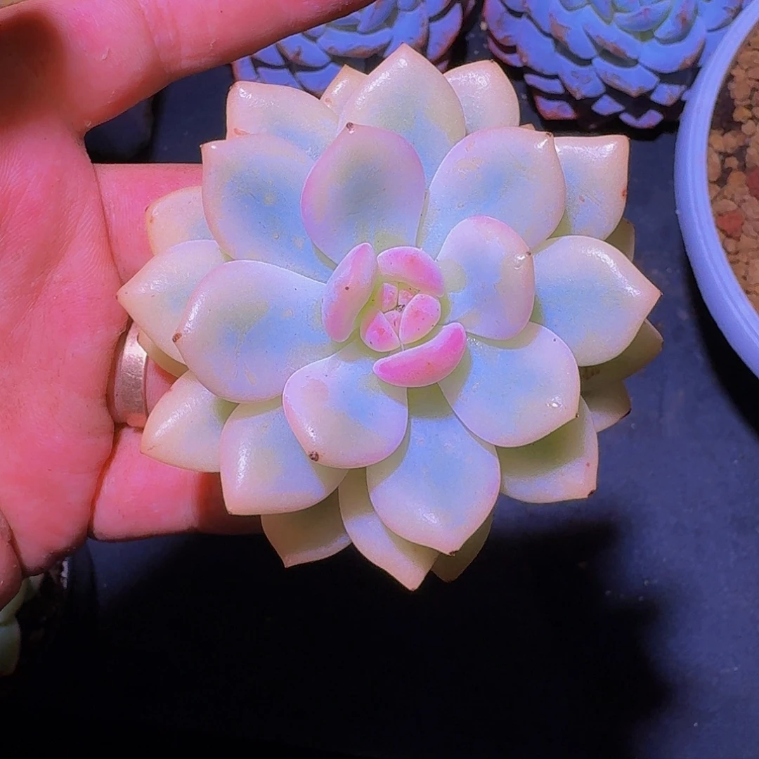 梦露 宽锦 一物一拍
