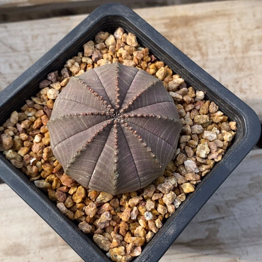 26 欧系实生布纹球多肉植物