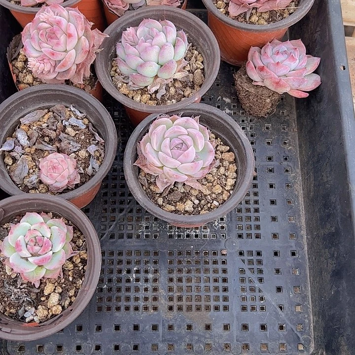 直播福利一物一拍95