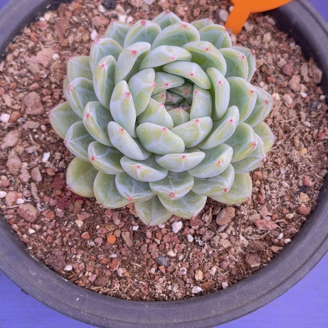 桃283号多肉植物一物一拍