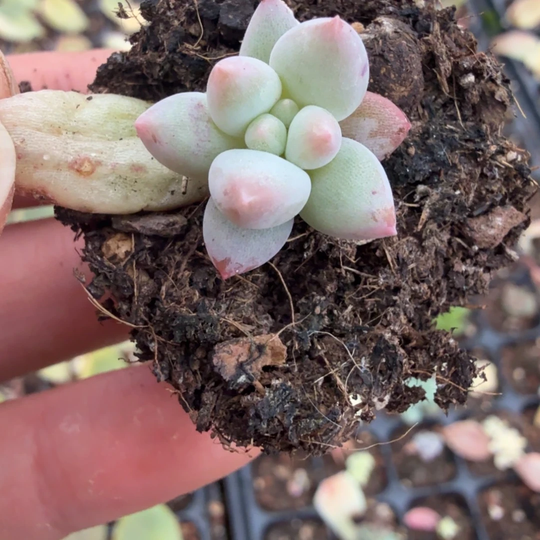 无名盲盒多肉锦植物