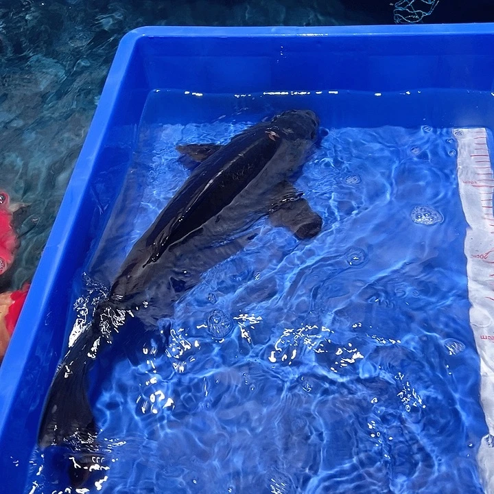 铅***新海水鱼漂亮的锦鲤精品一尾