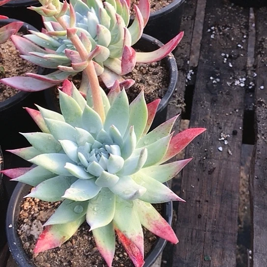 仙女棒仙女棒仙女棒