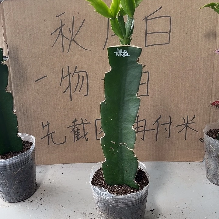 葛***龙当前无花朵，栽培后可花朵卡米拉