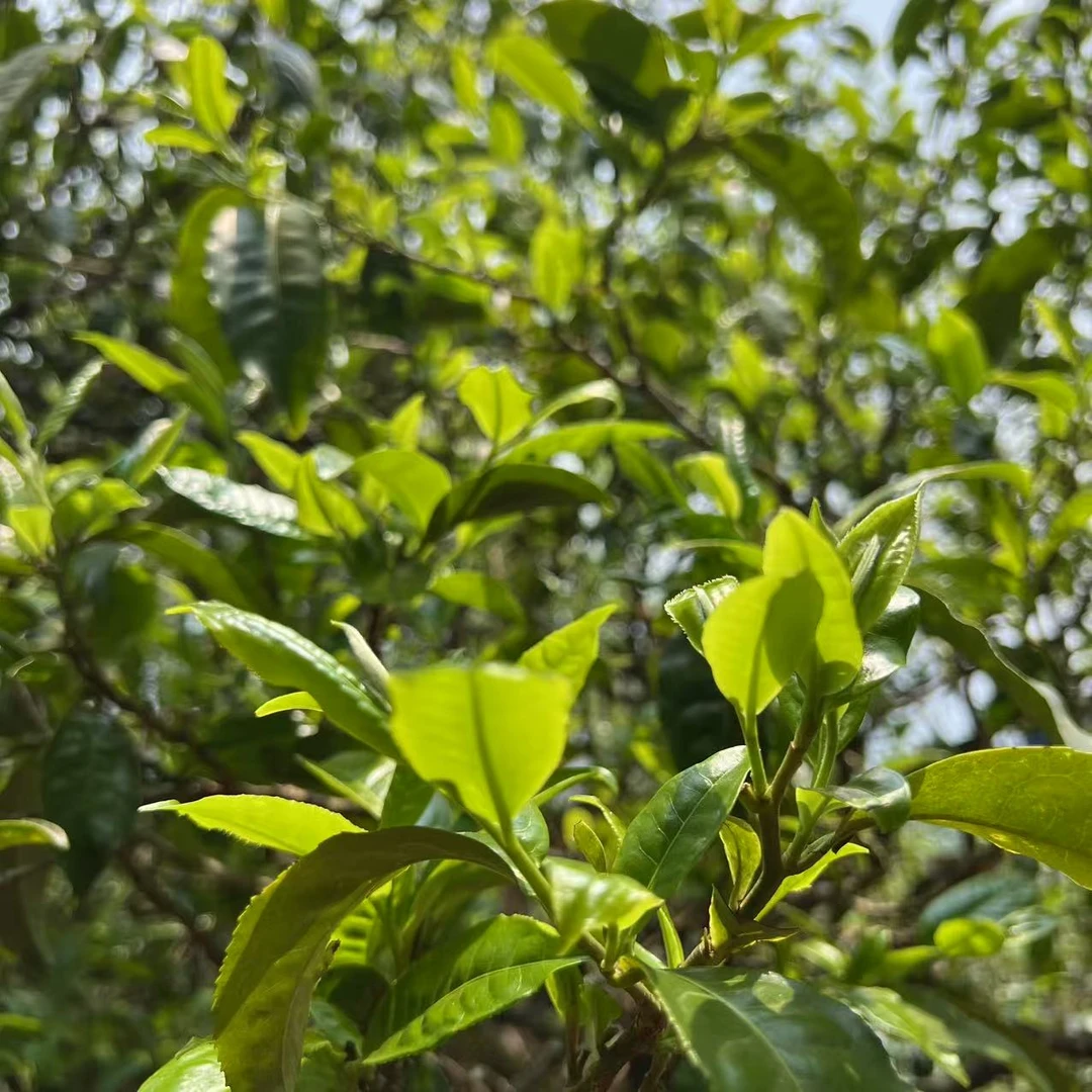 中树/  2025年/头春头采/冰岛地界7号/ 普洱茶生茶散茶 100g/袋