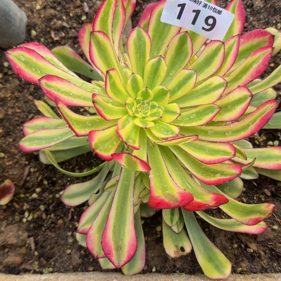 119幻月。多肉植物