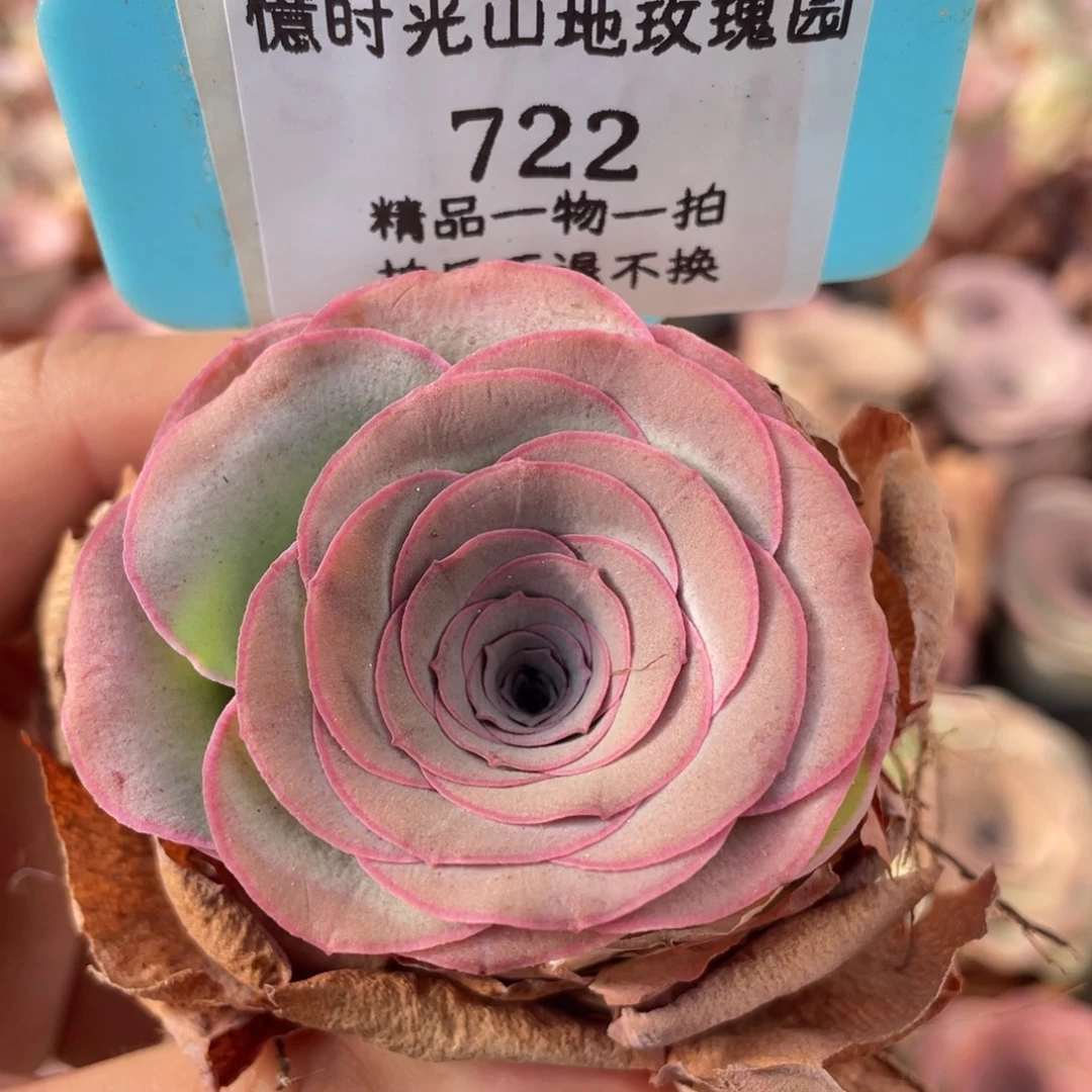 山地玫瑰722裸根发货不售后