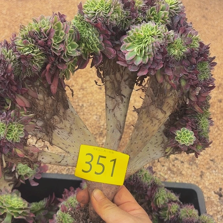 多肉植物福利来351元