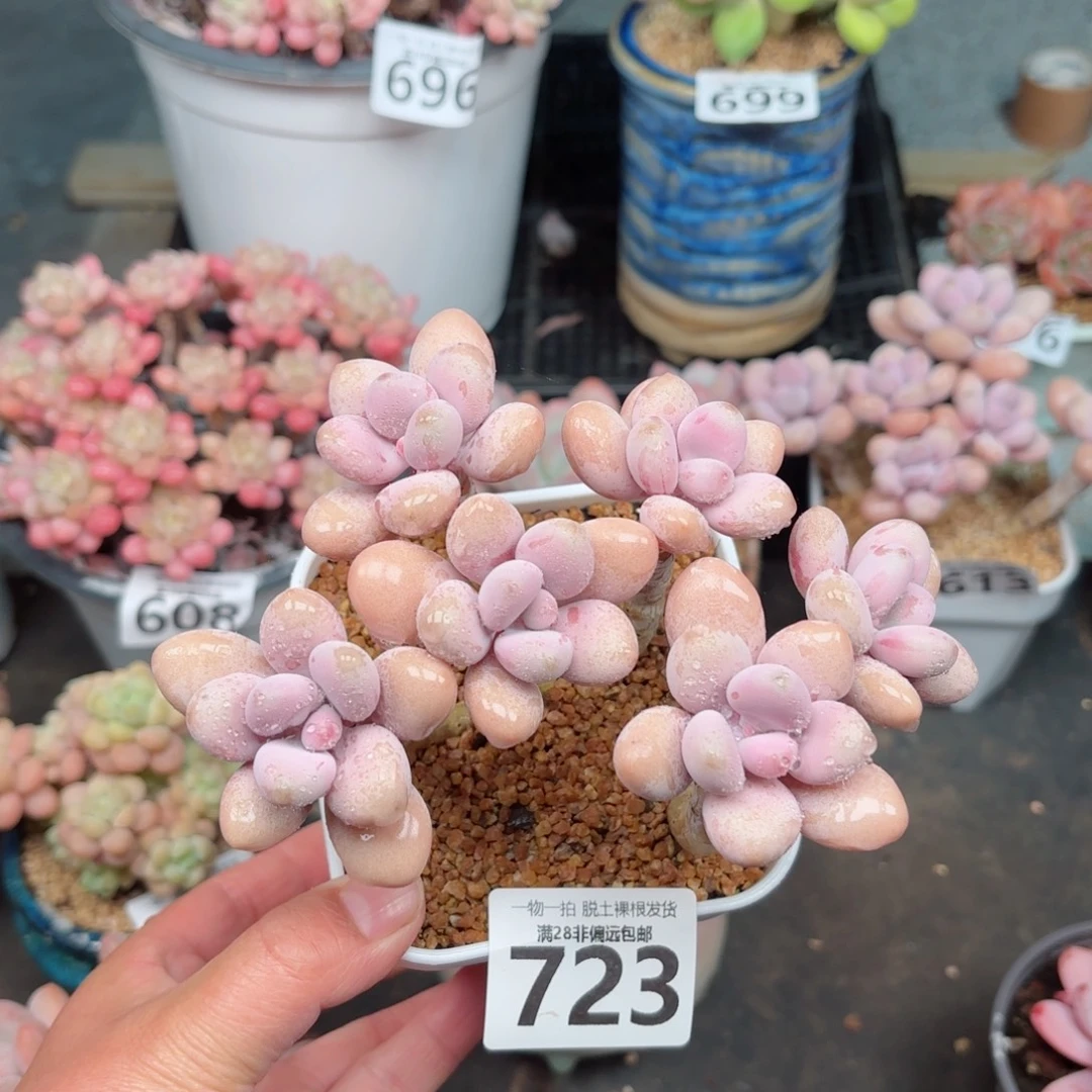 糖果桃蛋6头无盆土发货