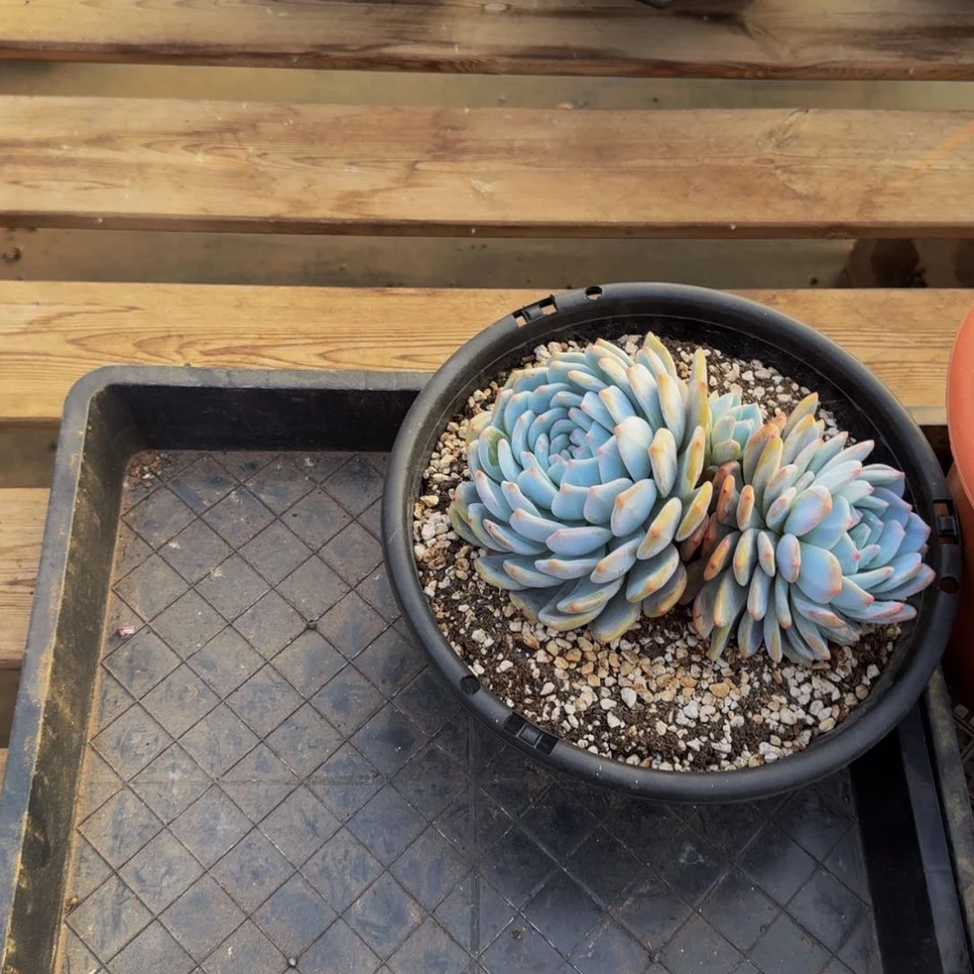 尘*哥尘晨寄养多肉运费