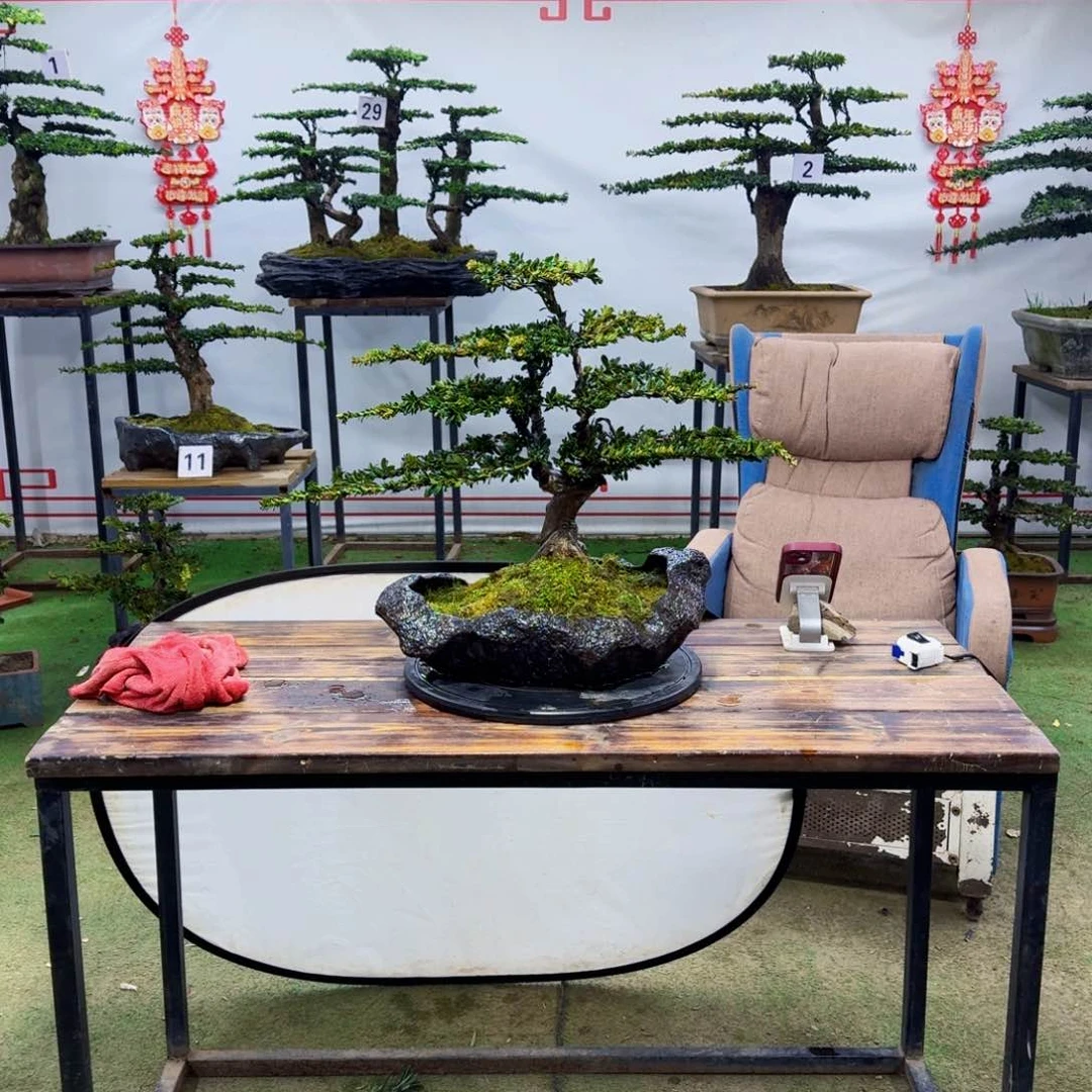 罗汉松罗汉松盆景