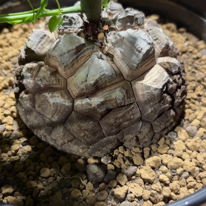 南非龟甲龙特惠带盆