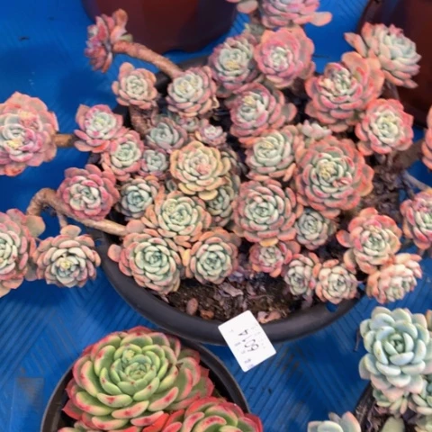 丽*6014千山雪多肉