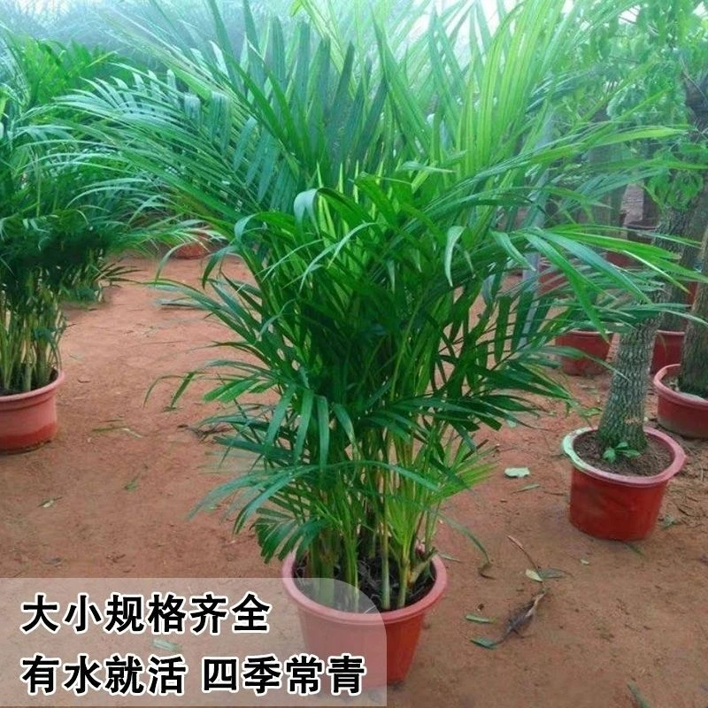 散尾葵凤尾竹盆栽室内客厅绿植大型好养活植物富贵花卉大全四季青