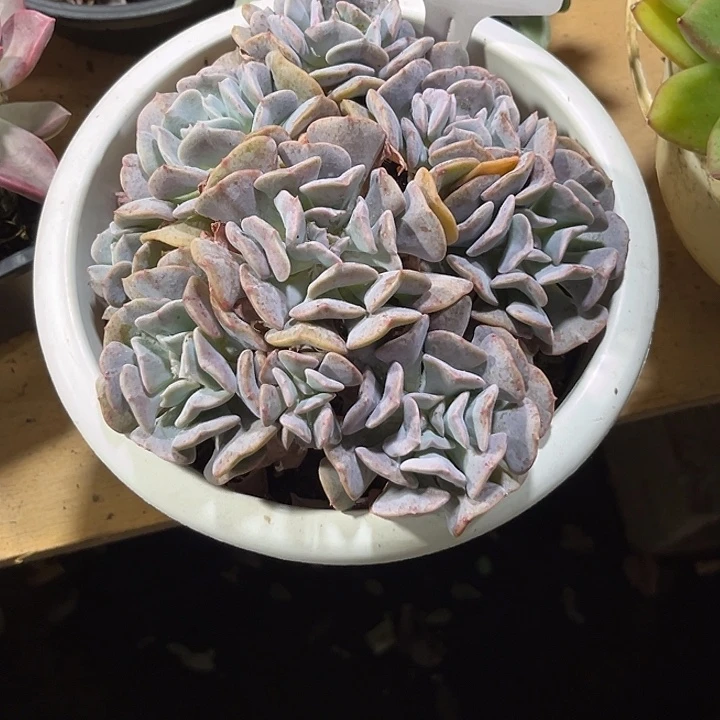 S***1000000000000000341