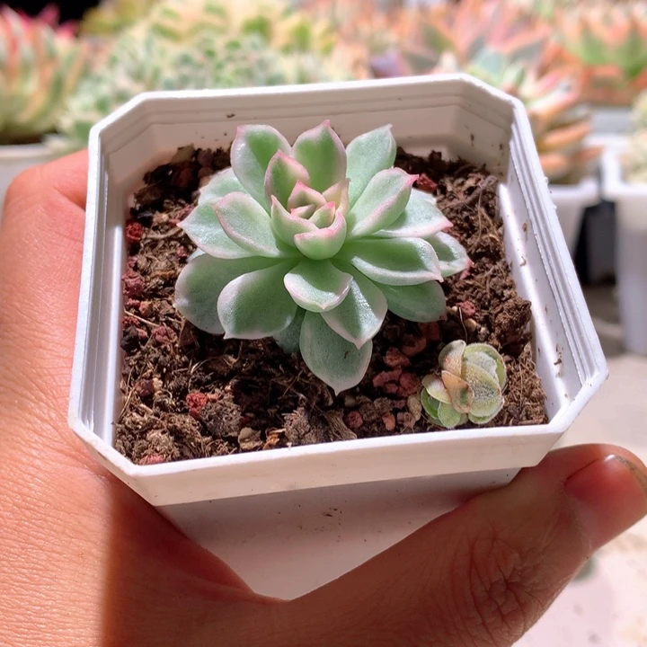 麦秆锦有根带盆发