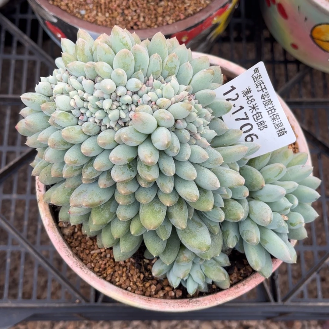 1706奶糖缀多肉植物
