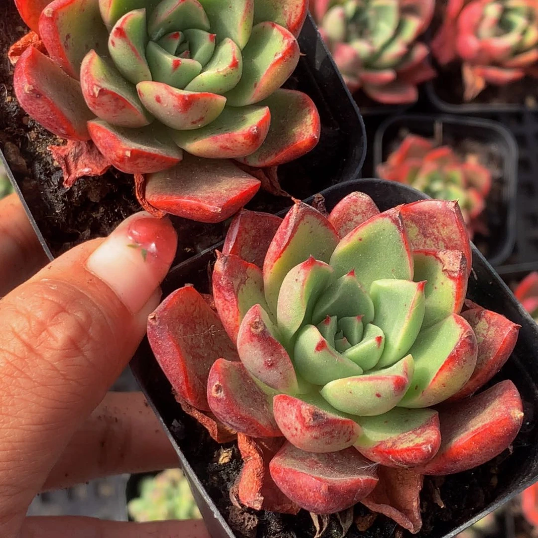 斗牛士 不售后 （6.66包邮不满6.66发叶子）