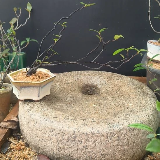 老****无花朵海岛春花