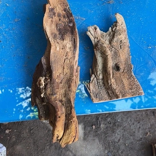 用***9香榧木崖柏雅吧崖柏崖柏