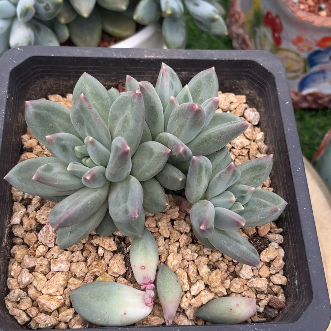 多肉植物郁金香多肉