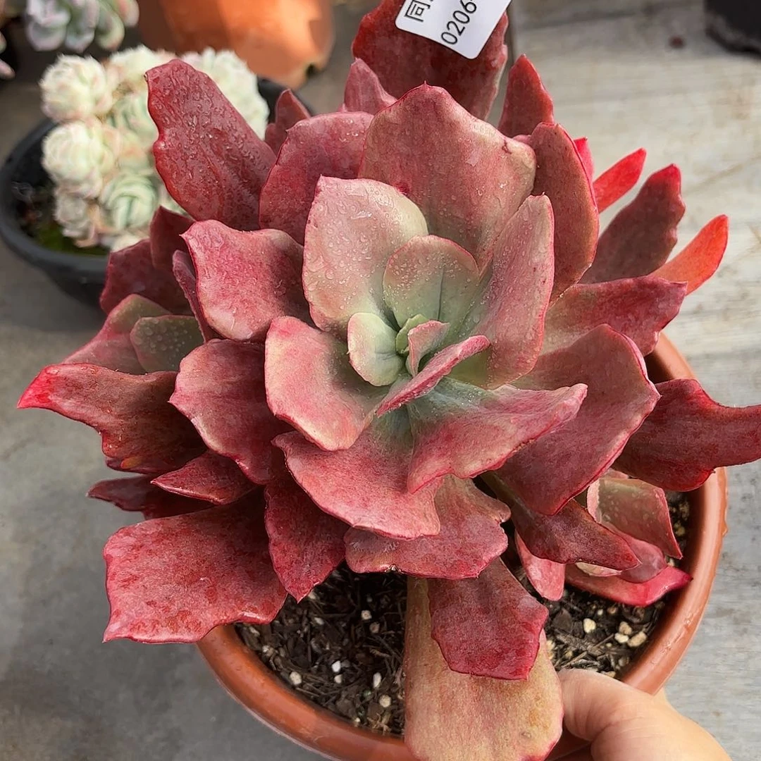 同温层多肉钻石锦328