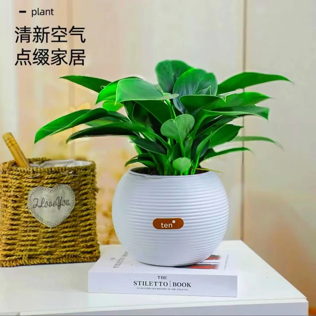 pz带盆【强力吸甲醛】金钻绿公主盆栽室内桌面清新绿植好养净化空气