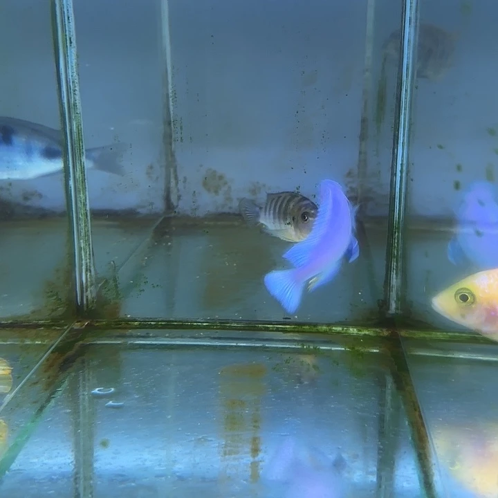 ****o海水鱼83号1111111111