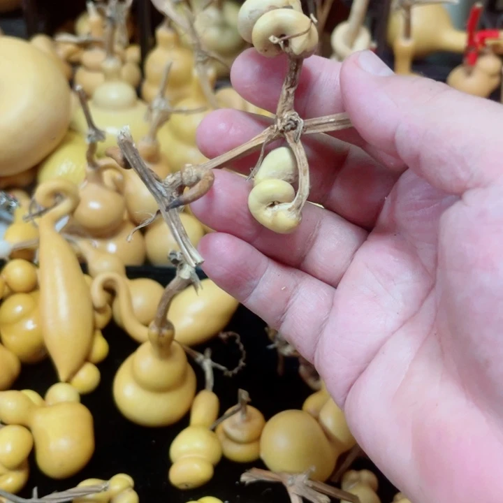 蓝****a蜗牛腰杆上有个大包小