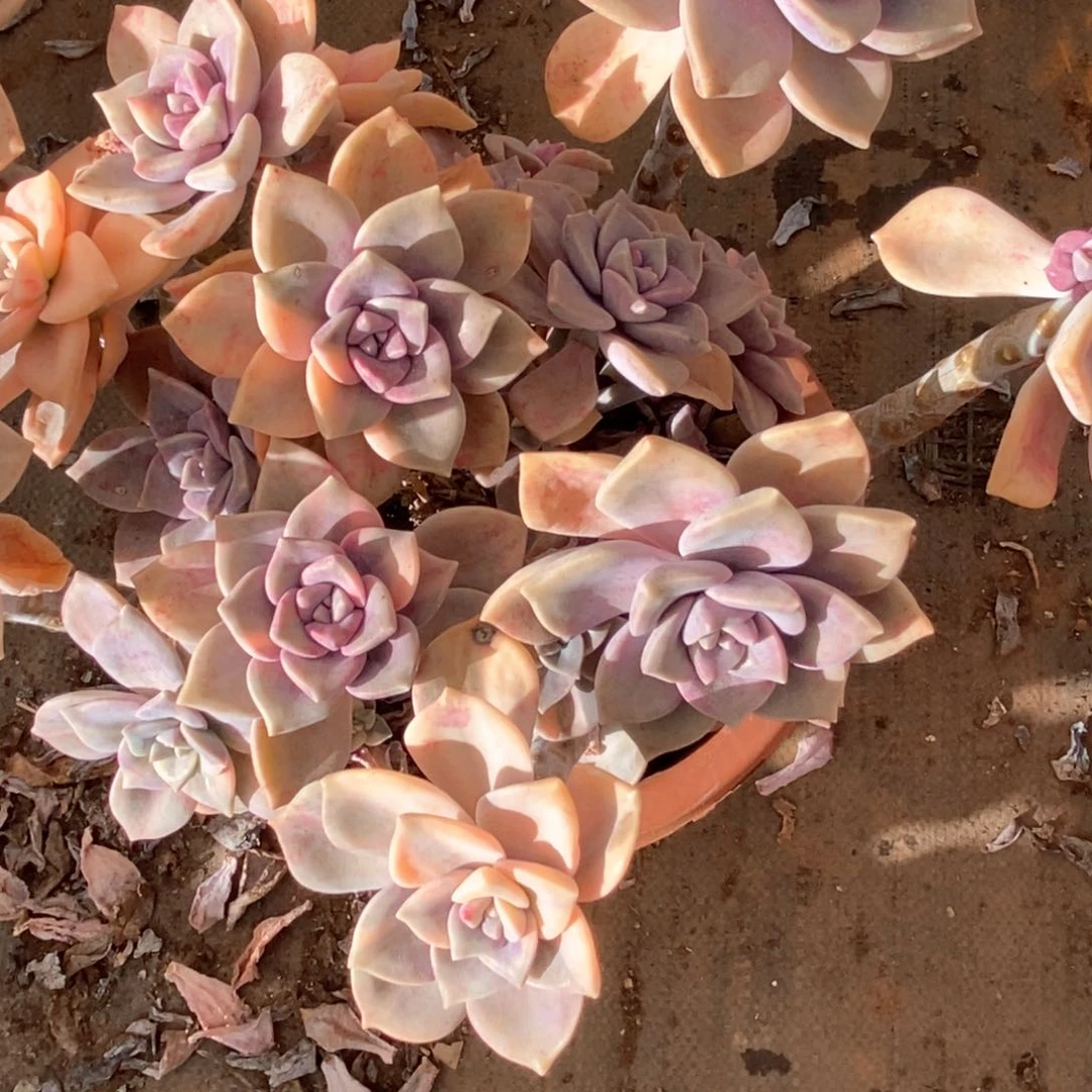 岚*姐52 一物一拍紫乐锦