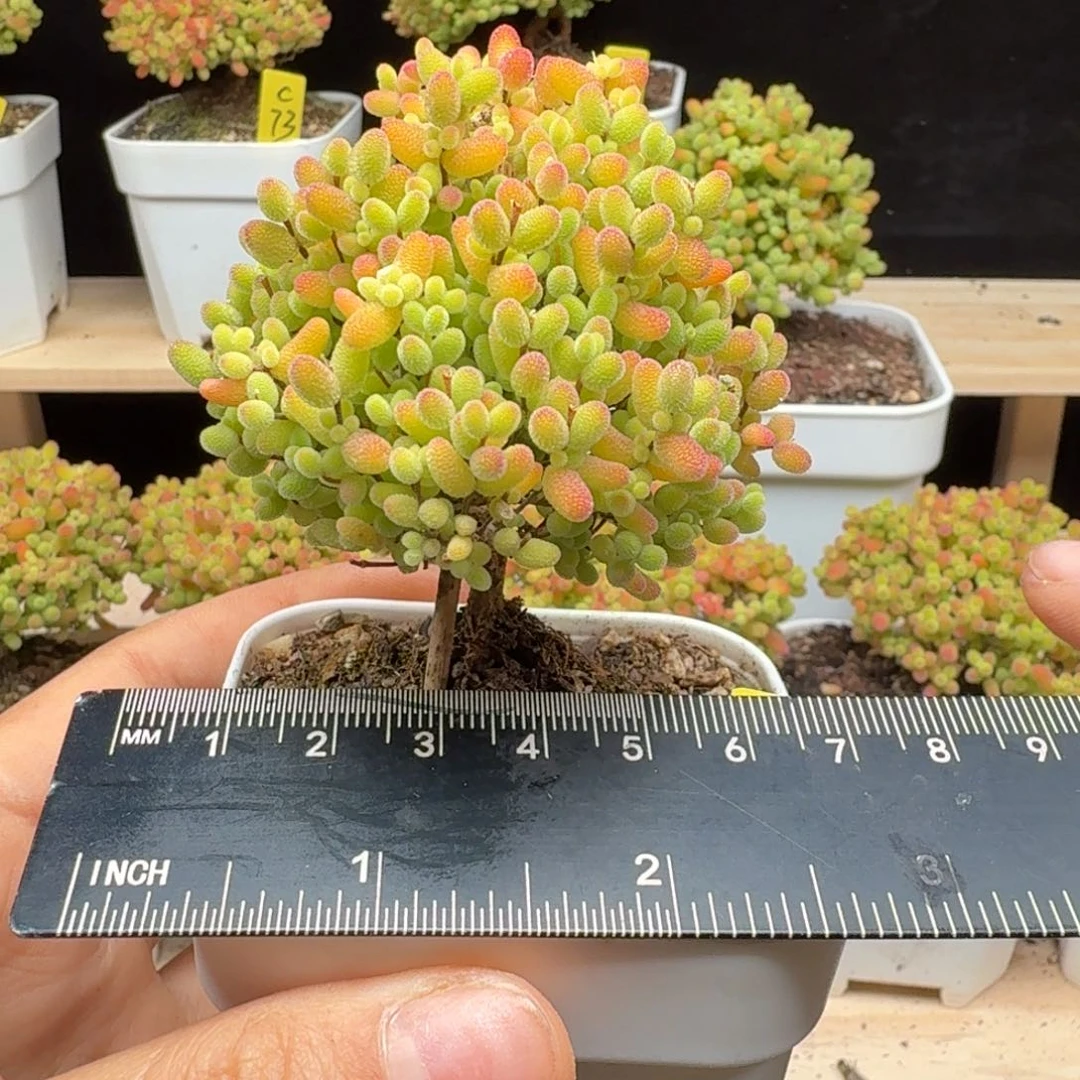 c36号蜜橘冠服6厘米